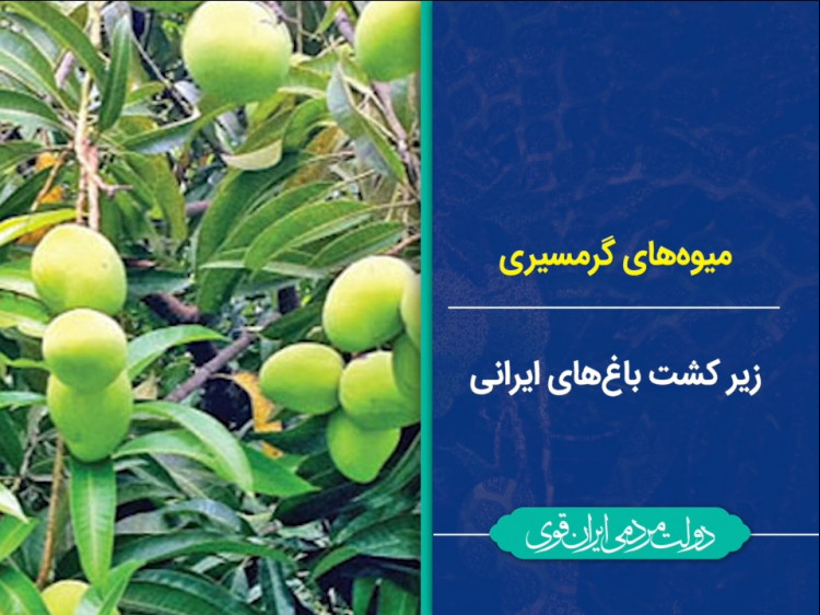 فتوکامنت / باغ‌های ایرانی زیر کشت میوه‌های گرمسیری